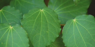 The Kawakawa Collection