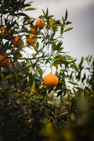 Restore Body Wash with Harakeke & Blood Orange
