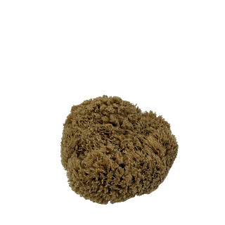 Natural Mediterranean Sea Sponge